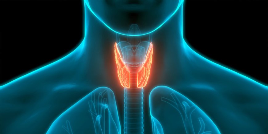 Scientists uncover key role of thyroid hormones in fear memory formation